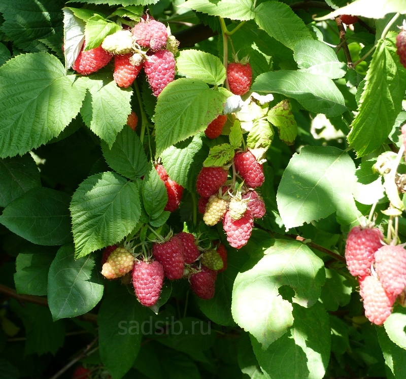 Малина Краса России: ягоды