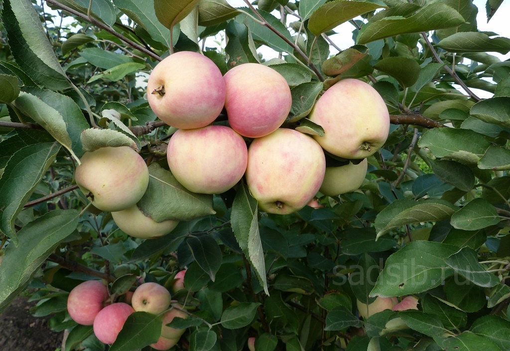 Яблоня Краса сада: плоды