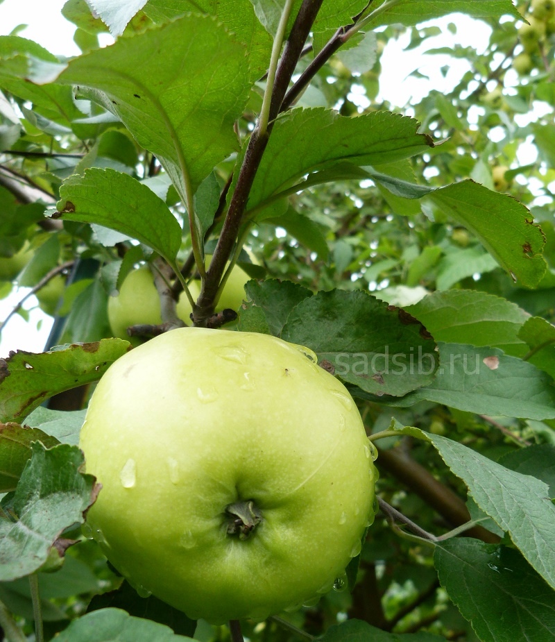 Яблоня Любава: плоды