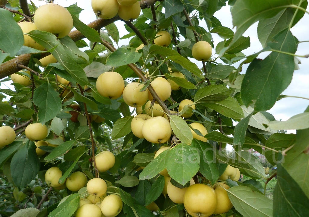 Яблоня Полукультурка Уральское Наливное: плоды