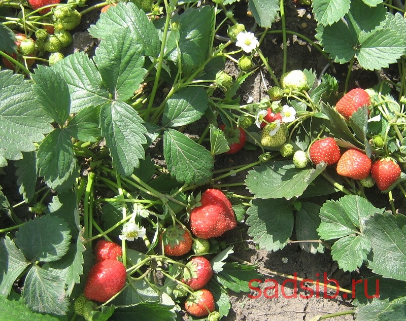Красные и зеленые ягоды земляники