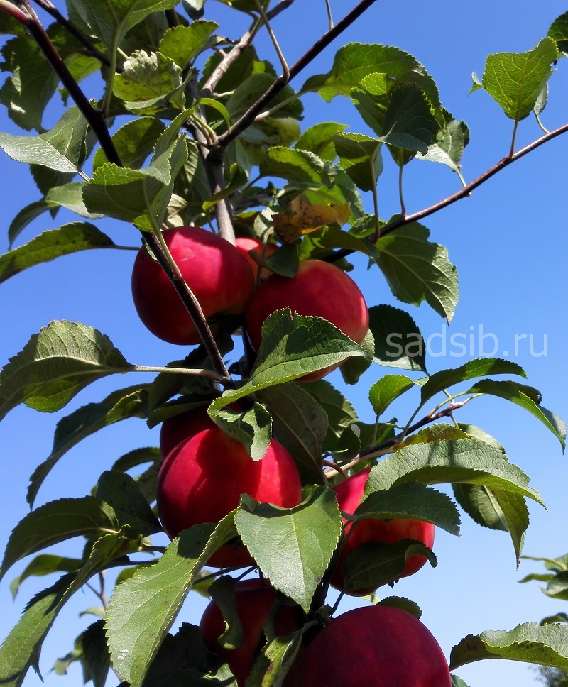 Яблоки на верхушке высокой яблони полукультурки