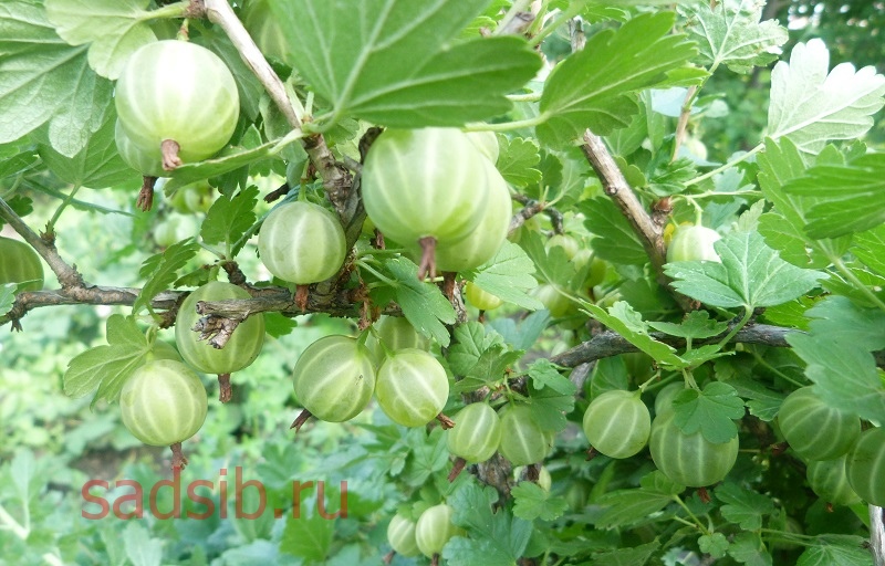 Куст зеленого крыжовника Берилл со спелыми плодами