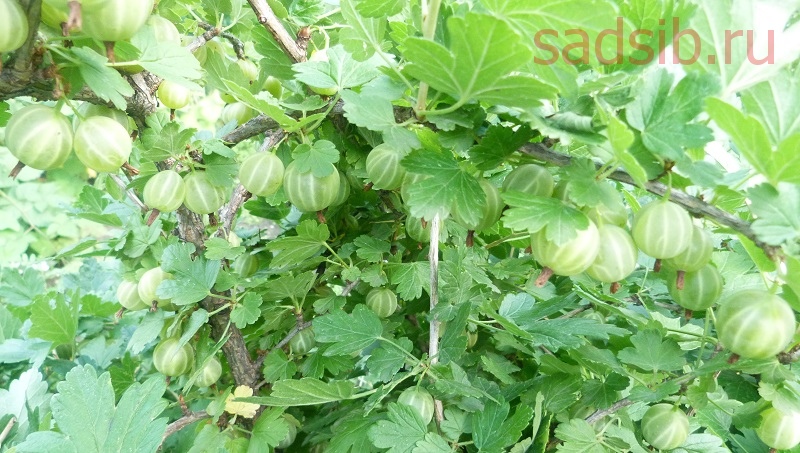 Куст зеленого крыжовника Берилл с созревшими ягодами