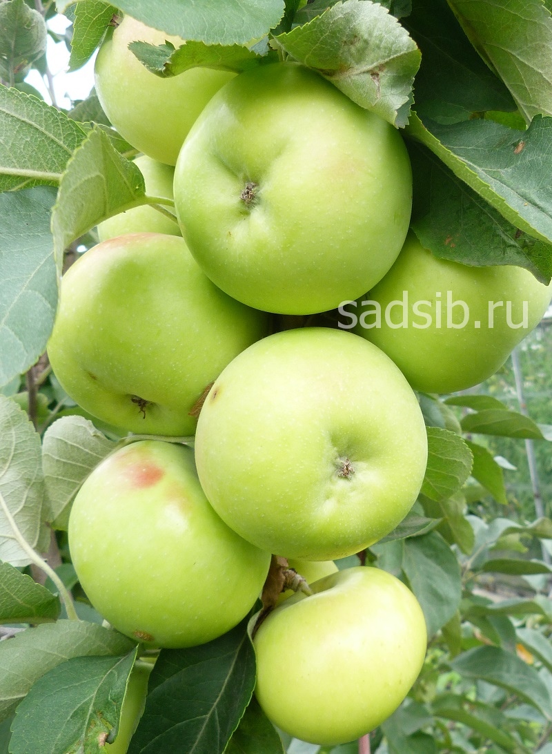 Яблоки висят на ветке взрослой яблони