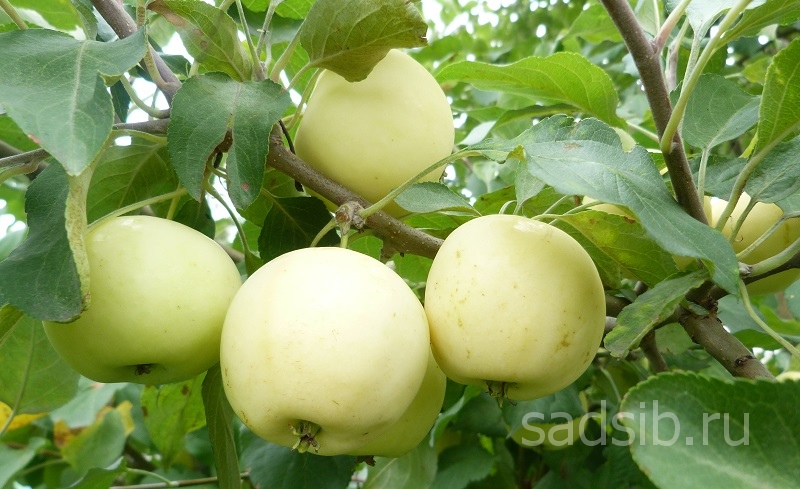 Плоды на ветке яблони полукультурки в новосибирском питомнике