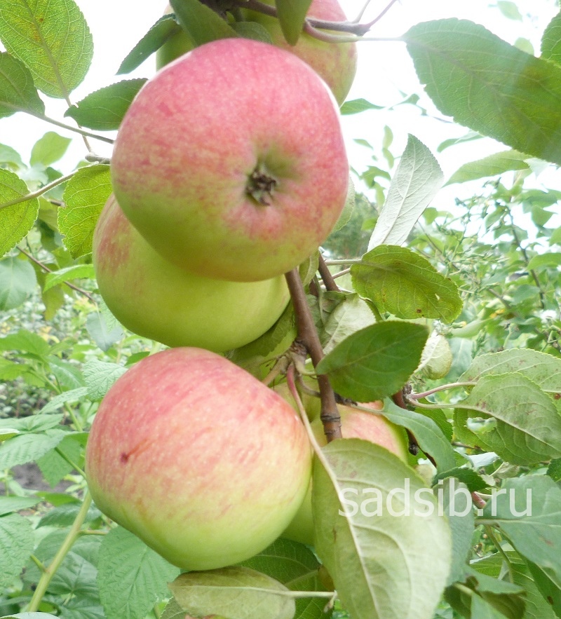 Ветка яблони с плодами