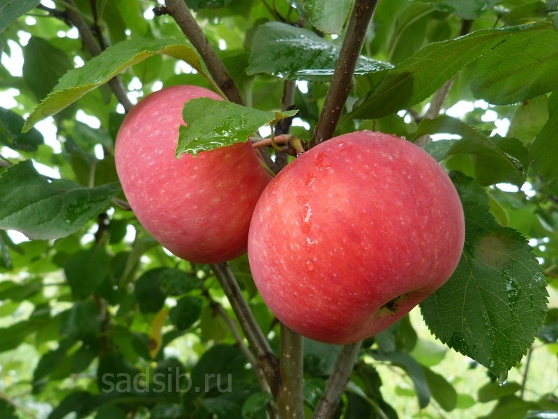 Созревшие яблоки на ветке яблоневого дерева
