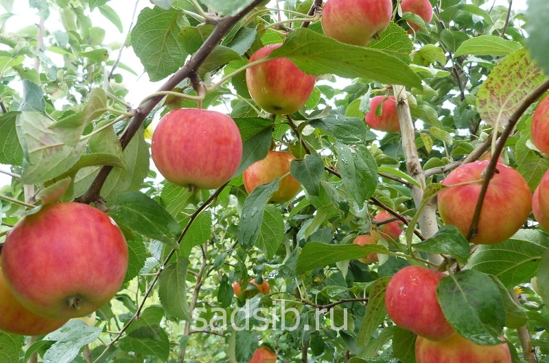 Спелые яблоки на ветвях дерева яблони полукультурки
