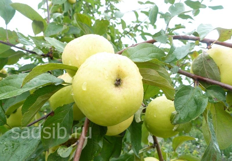 Созревшие плоды на яблоне