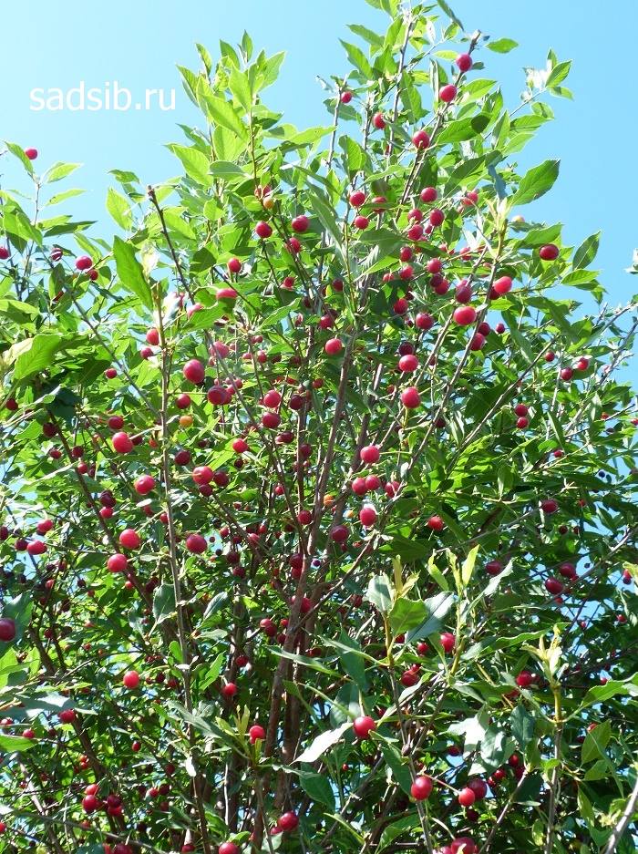 Дерево вишни с ягодами