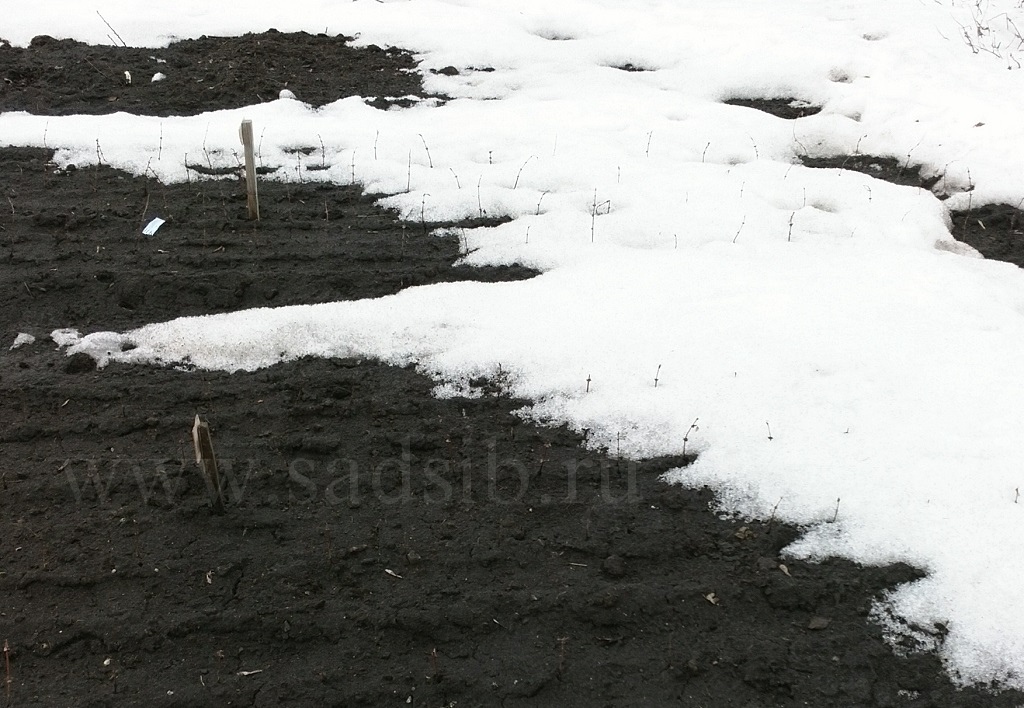 Грядки с однолетними саженцами жимолости освобождаются от снега