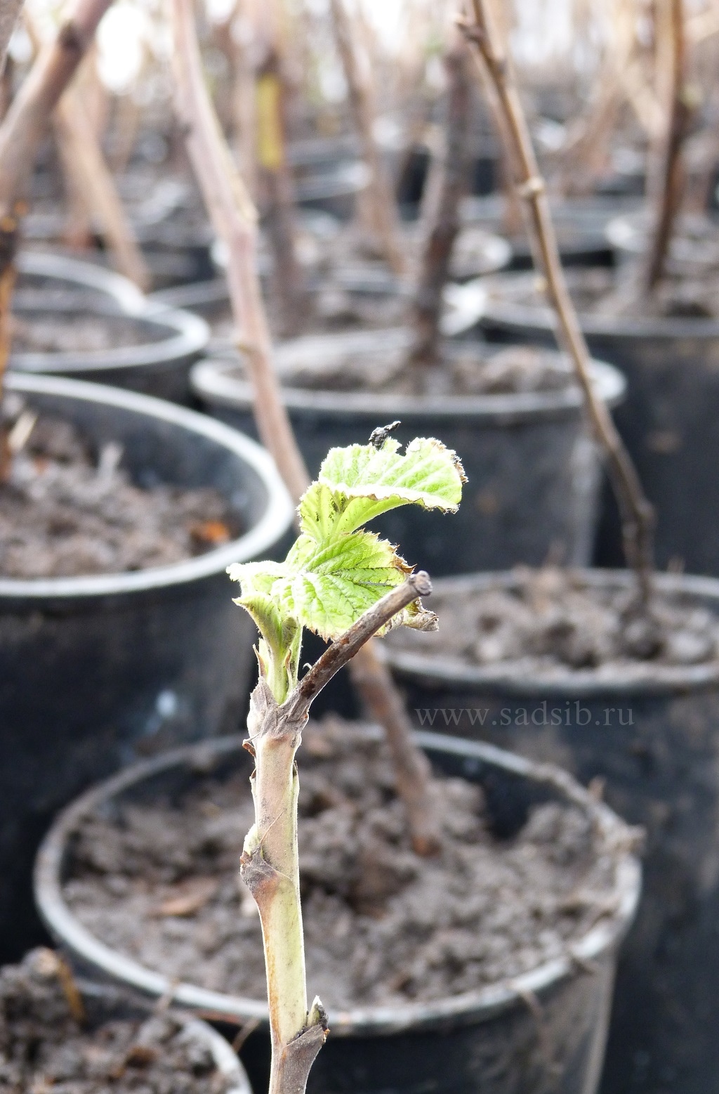 Весна: самые первые зеленые листики на саженце черной смородины